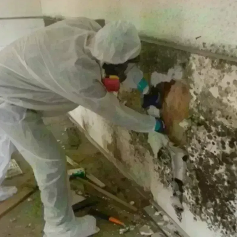 Mold Remediation and Removal in Ashburn, VA